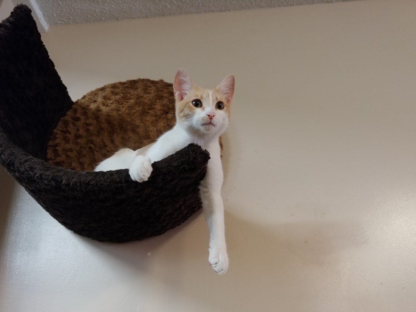 Meet John at The Cat Cafe