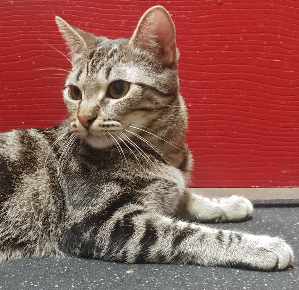 Meet Lupita at The Cat Cafe