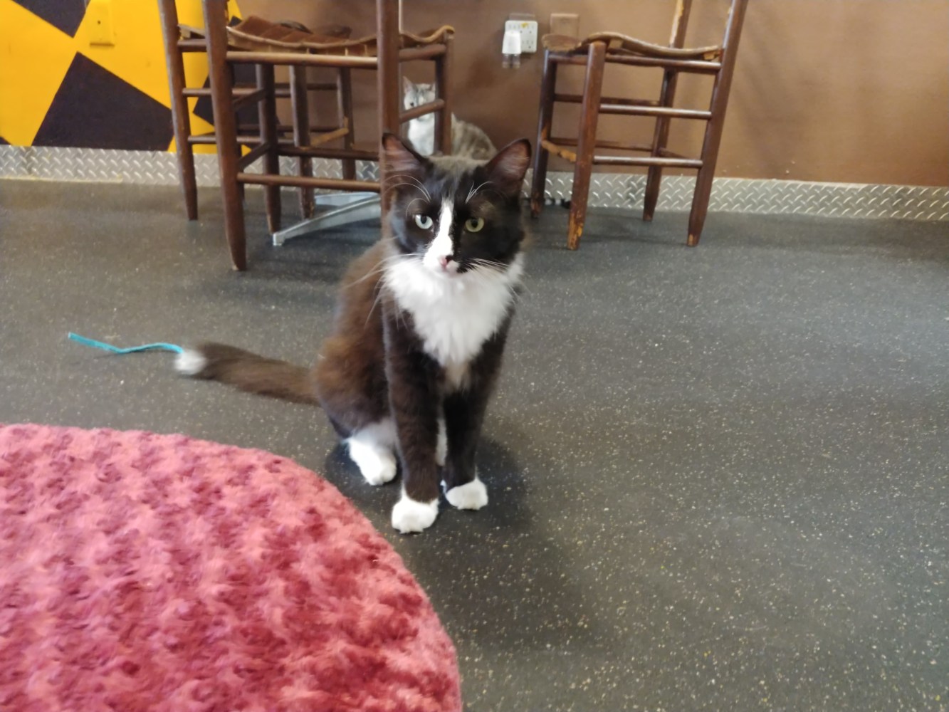 Meet Armani at The Cat Cafe