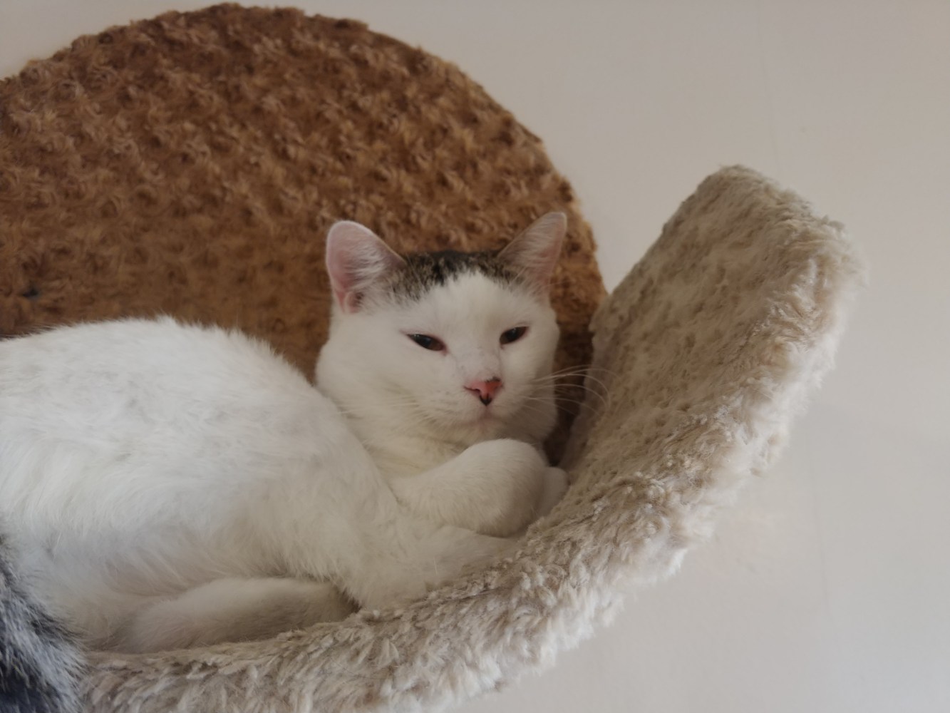 Meet Luis at The Cat Cafe