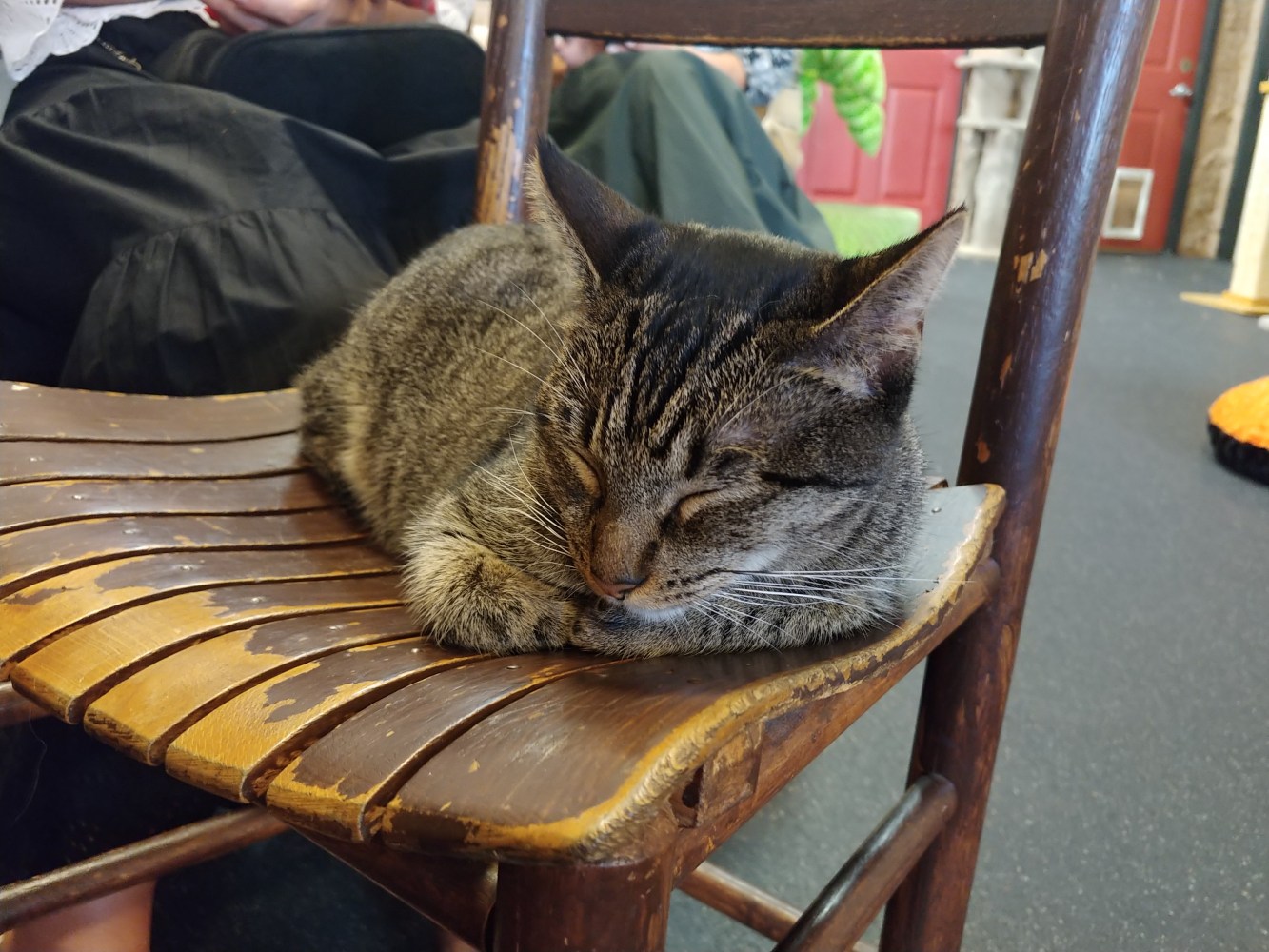 Meet Estella at The Cat Cafe