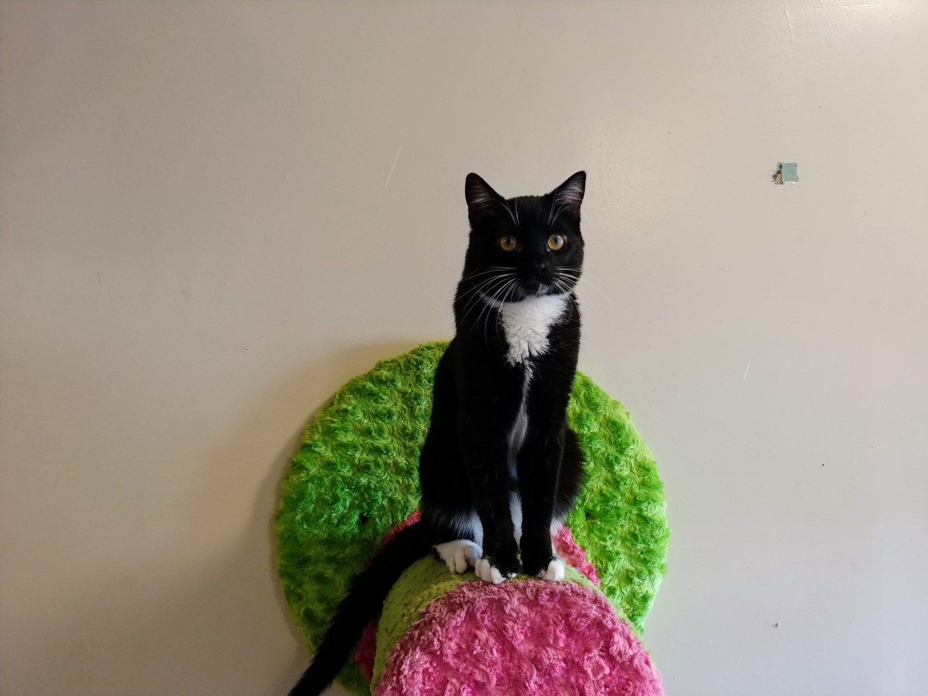 Meet Barrel at The Cat Cafe