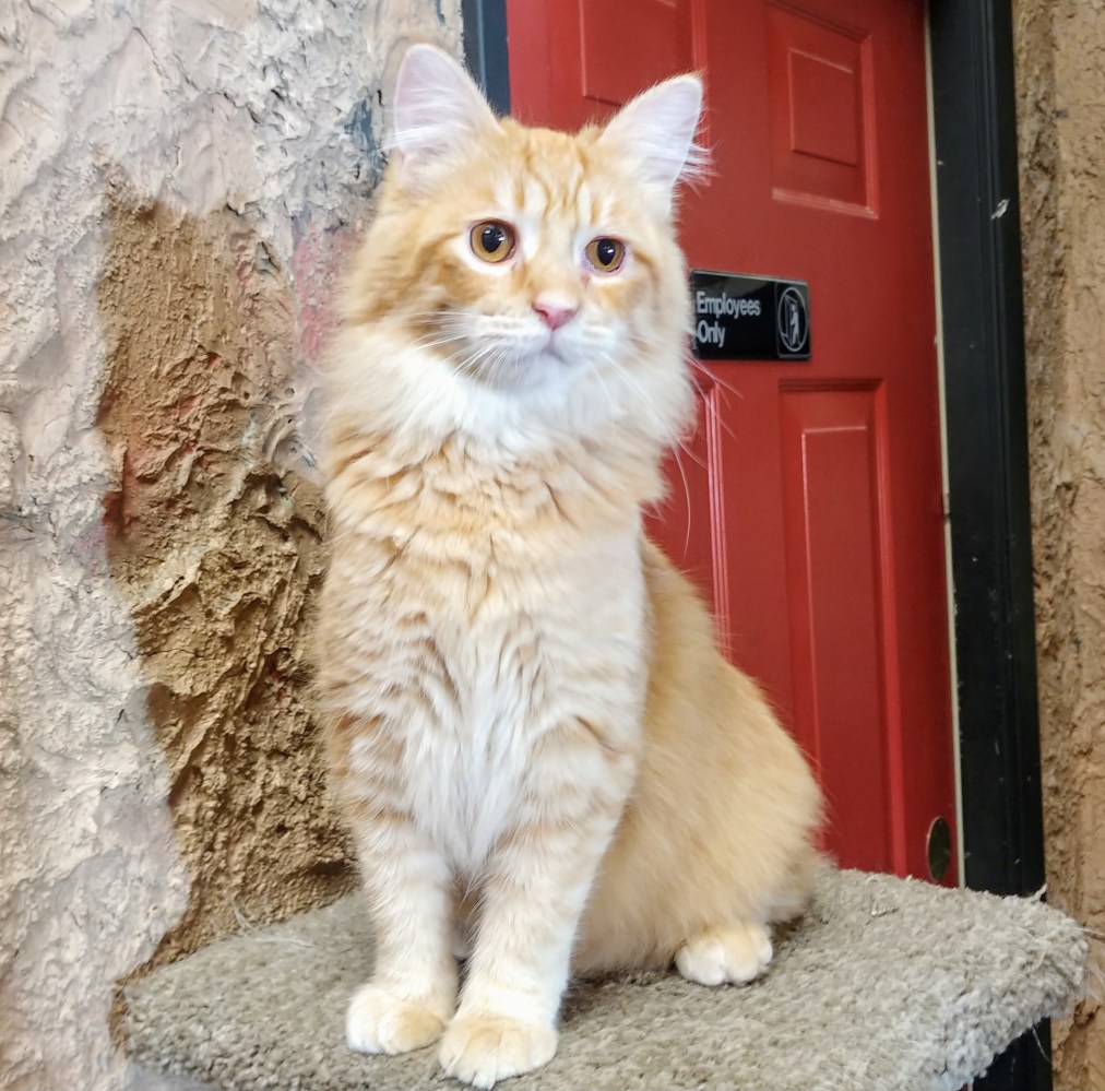 Meet Aster at The Cat Cafe