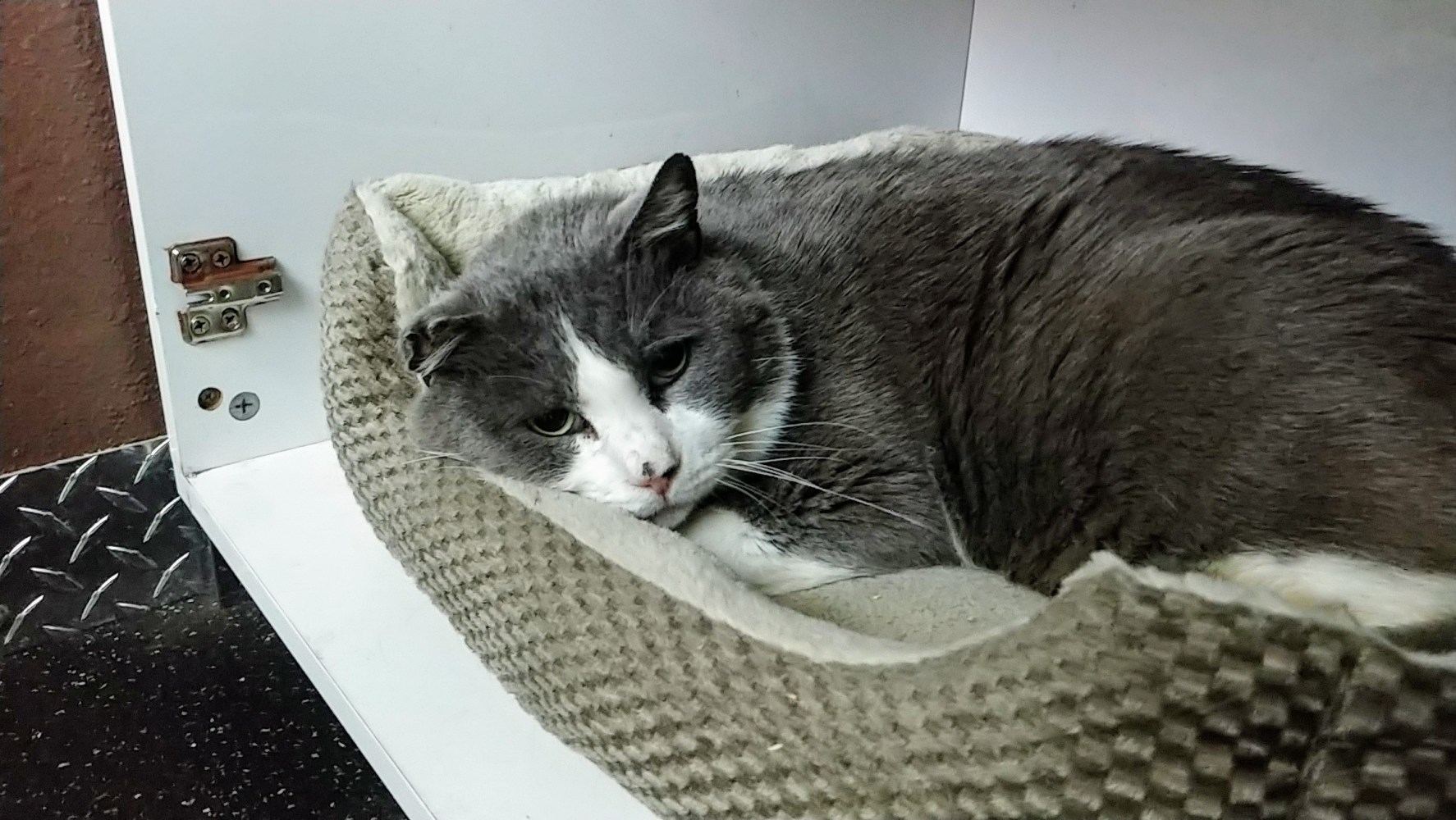 Meet Bruiser at The Cat Cafe