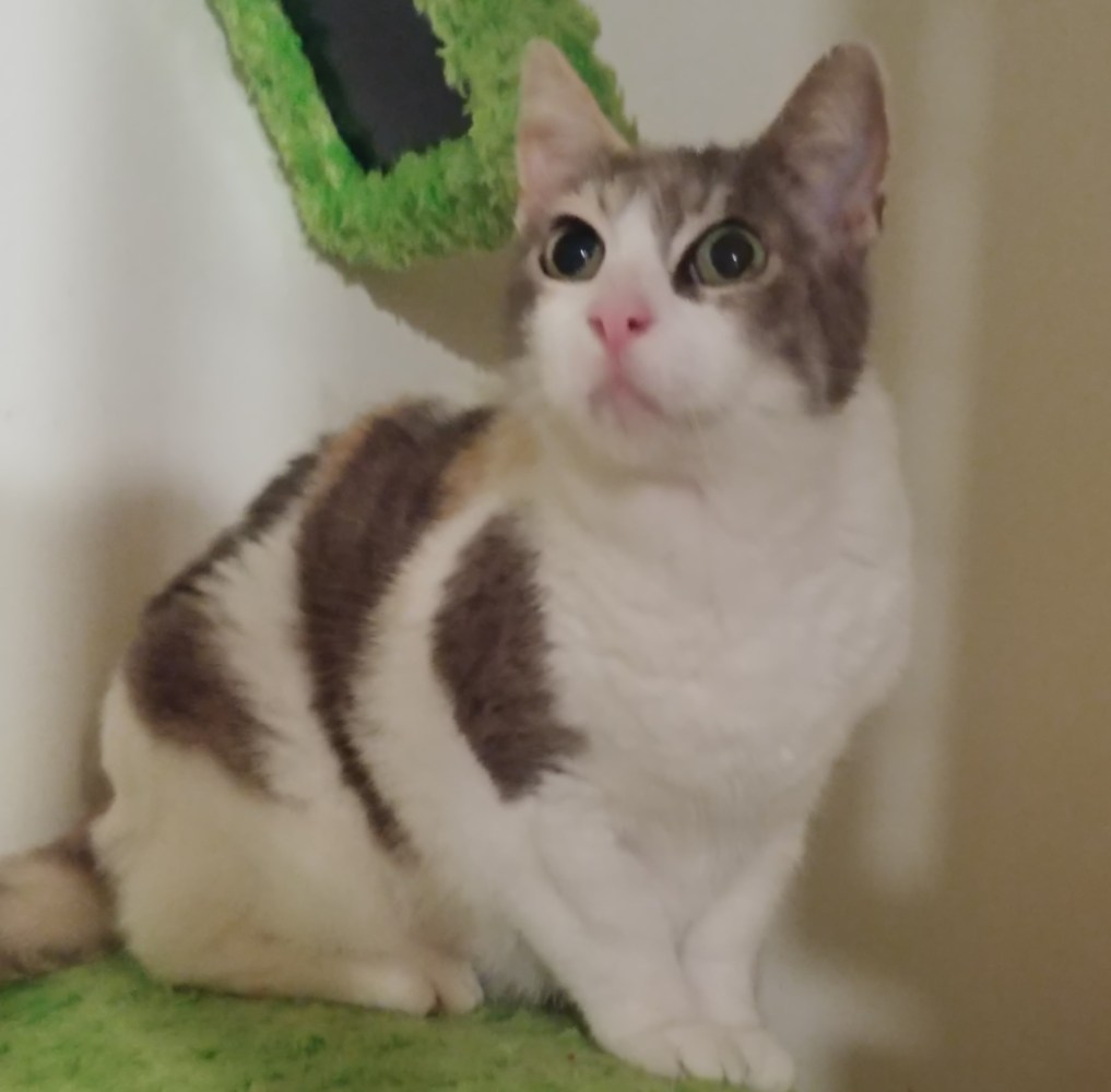 Meet Madeline at The Cat Cafe