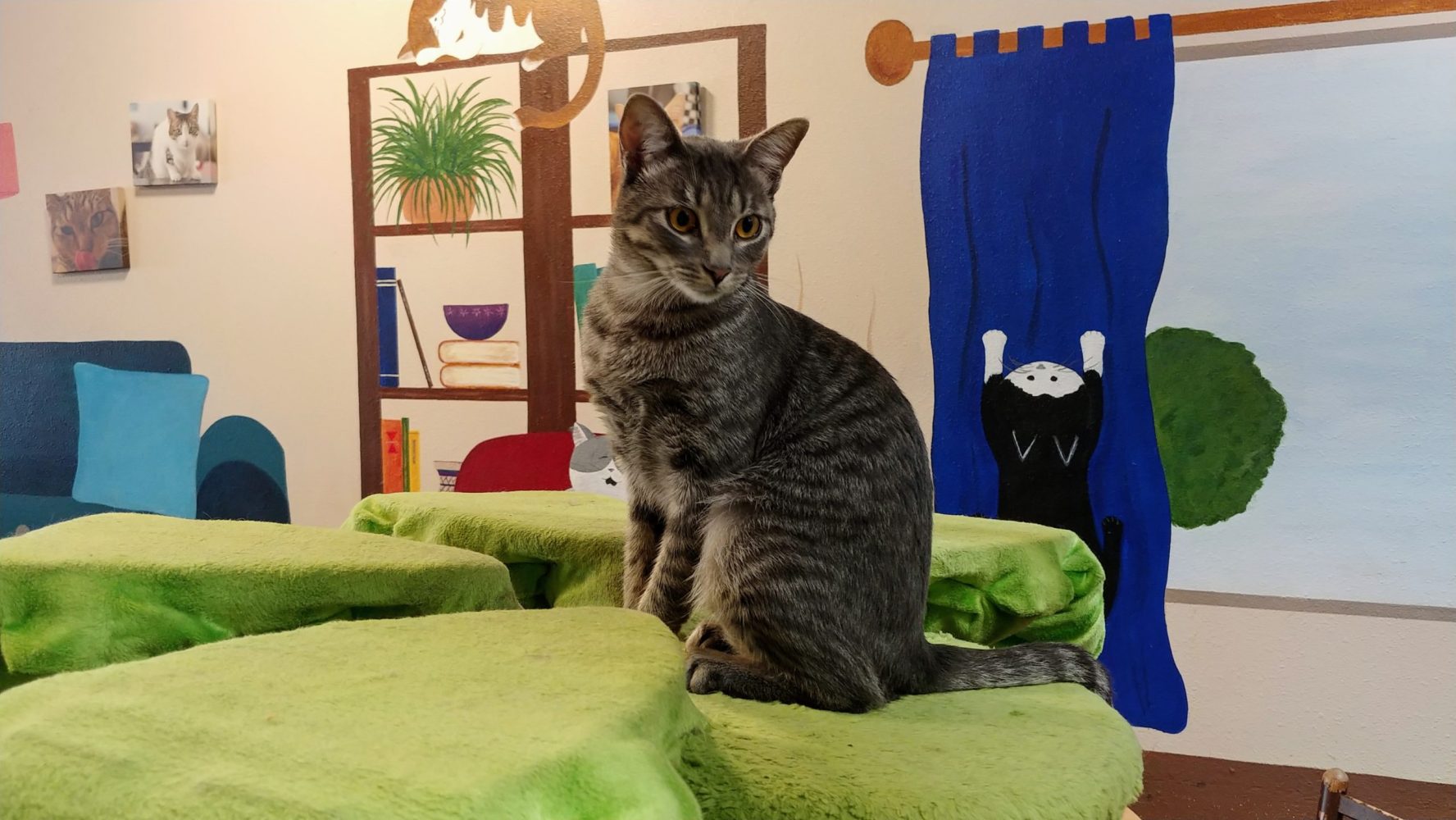 Meet Grace at The Cat Cafe