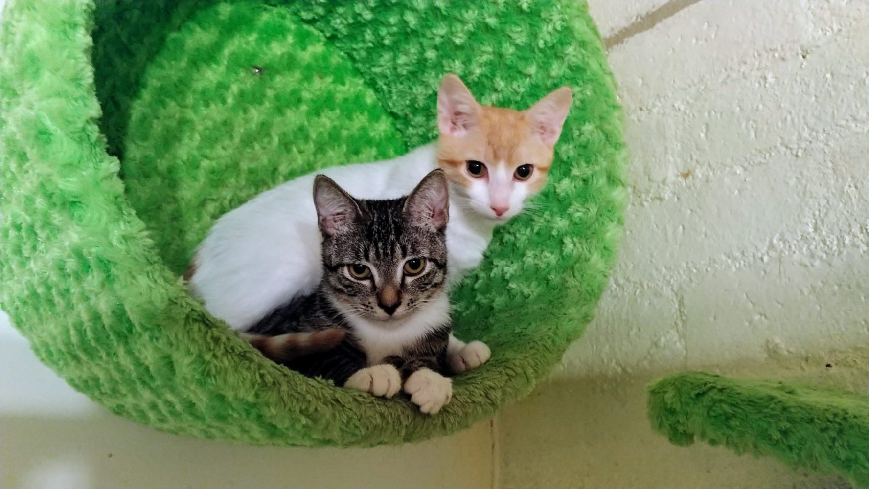 Meet Ollie and Lilo at The Cat Cafe