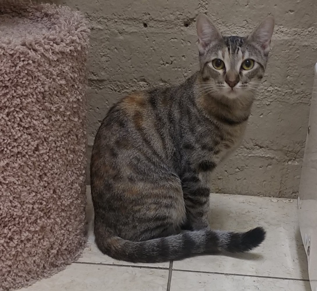 Meet Tiger Lily at The Cat Cafe