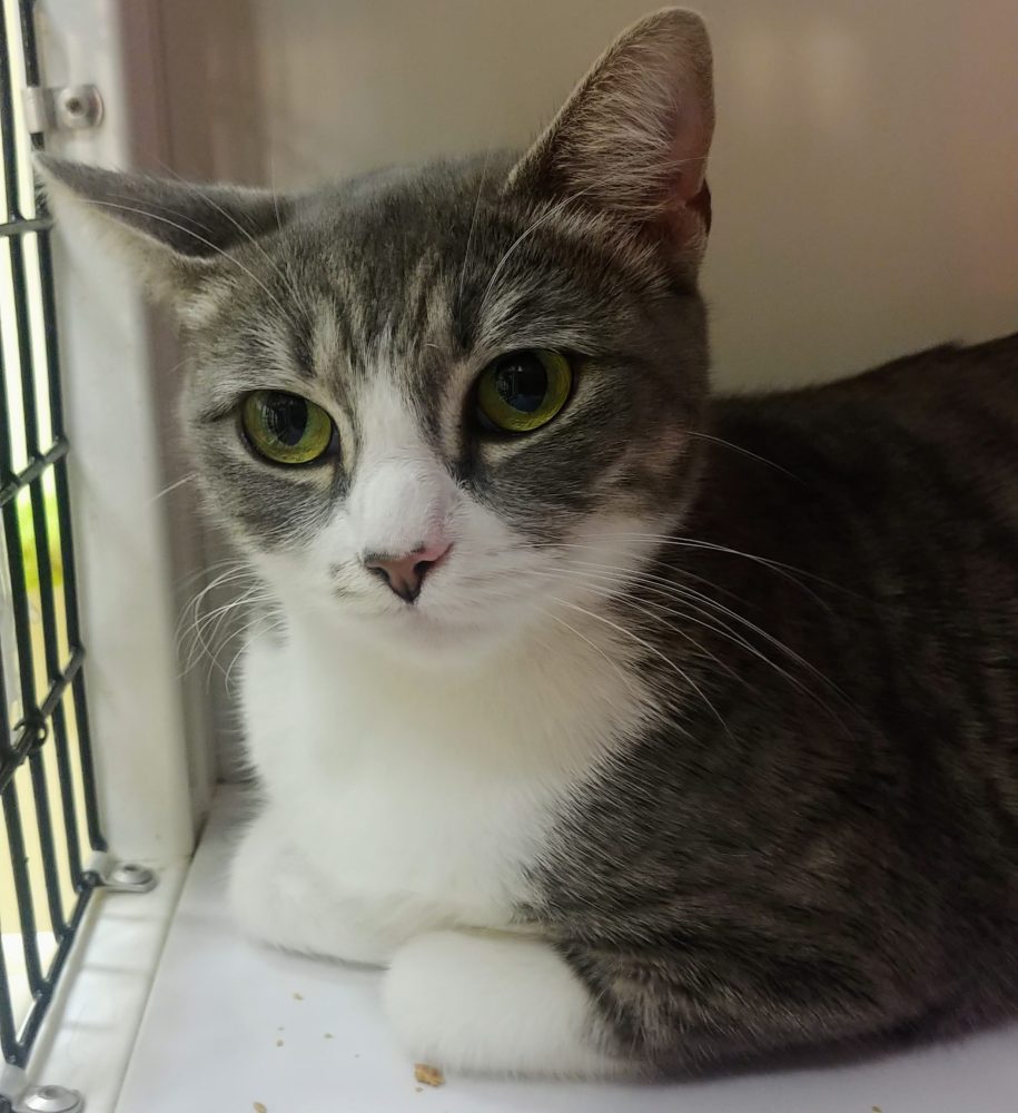 Meet Shelley at The Cat Cafe