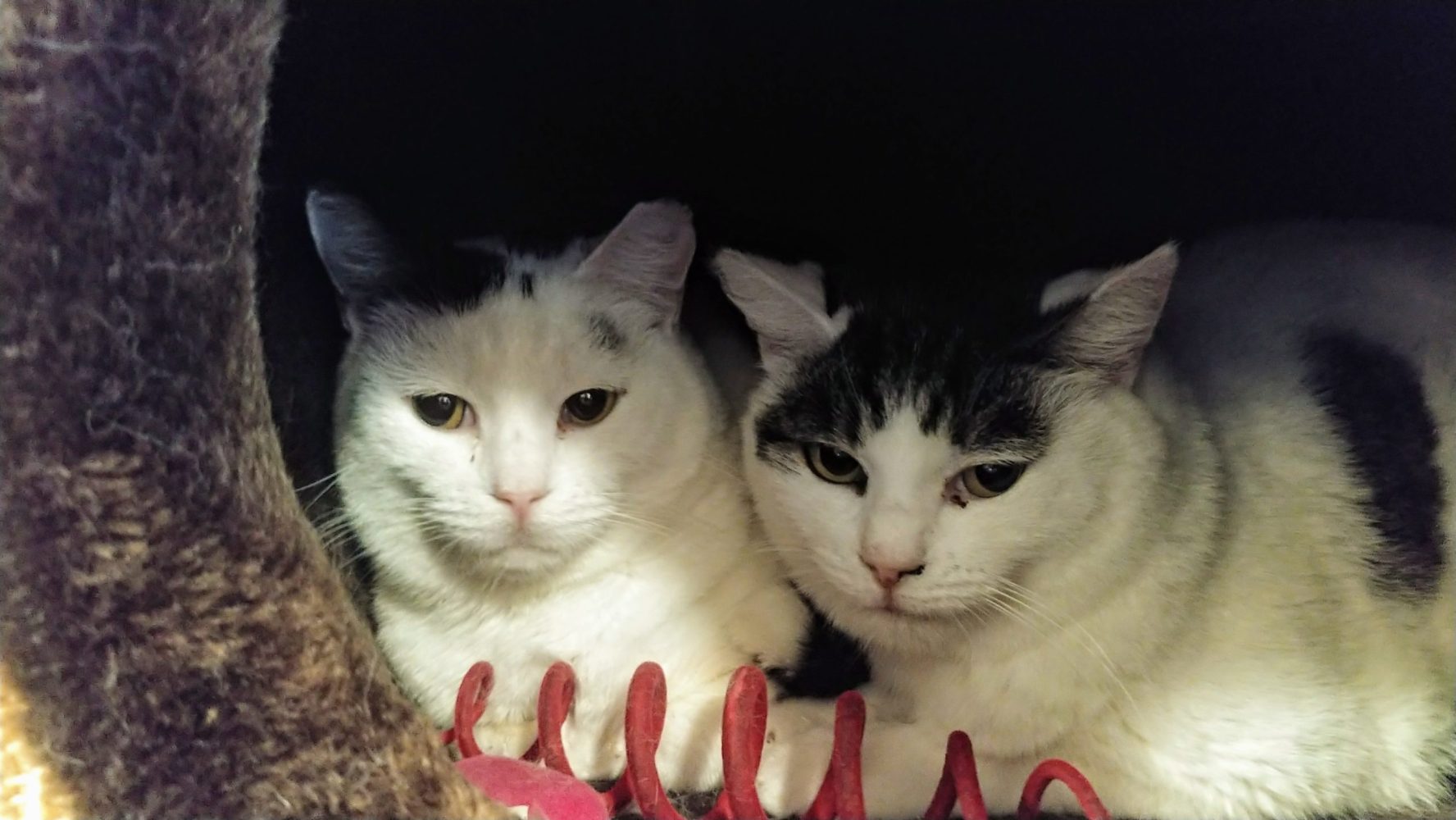 Meet Inky and Celeste at The Cat Cafe