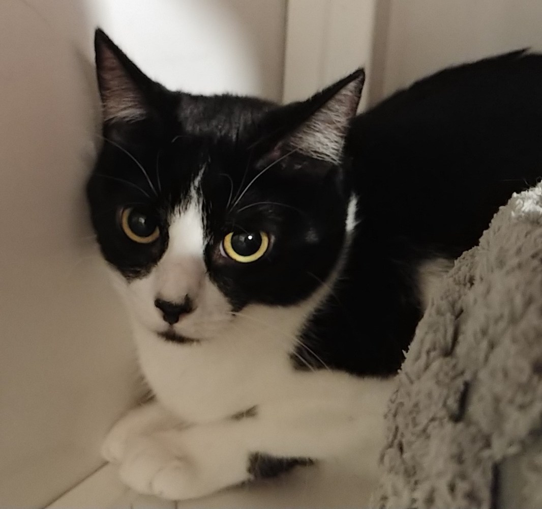 Meet Lyft at The Cat Cafe