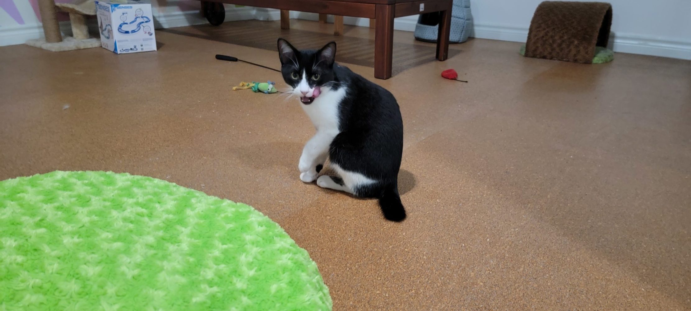 Meet Jackson at The Cat Cafe