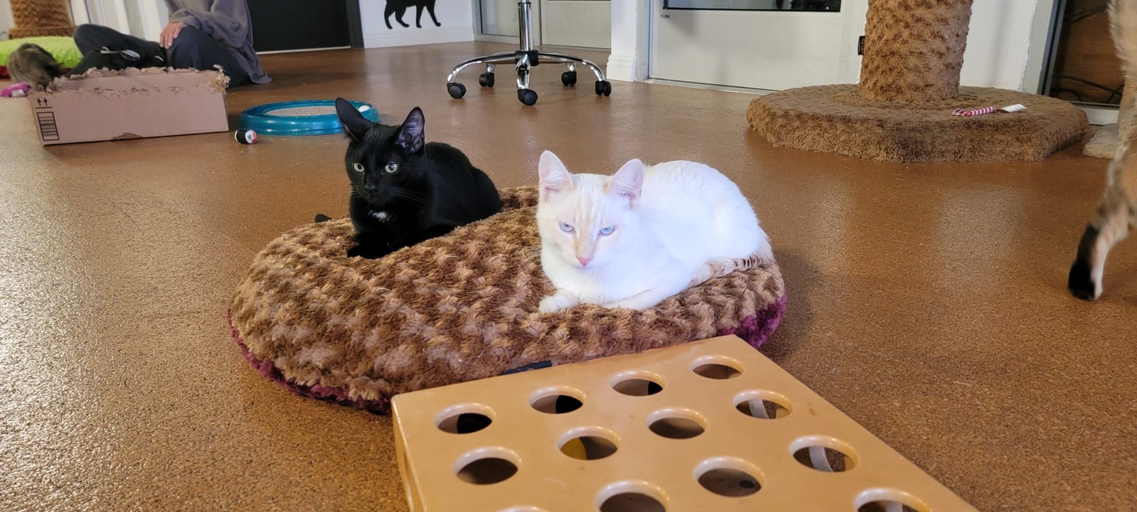 Meet Loki and Tyrion at The Cat Cafe