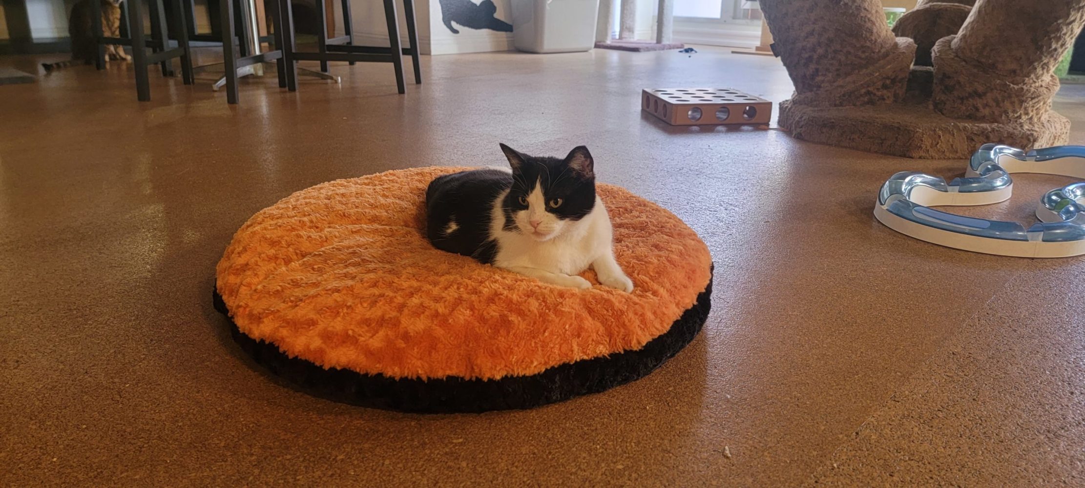 Meet Zoe at The Cat Cafe