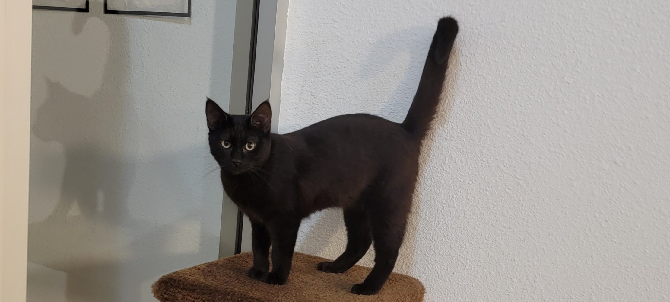 a cat that is standing in front of a mirror