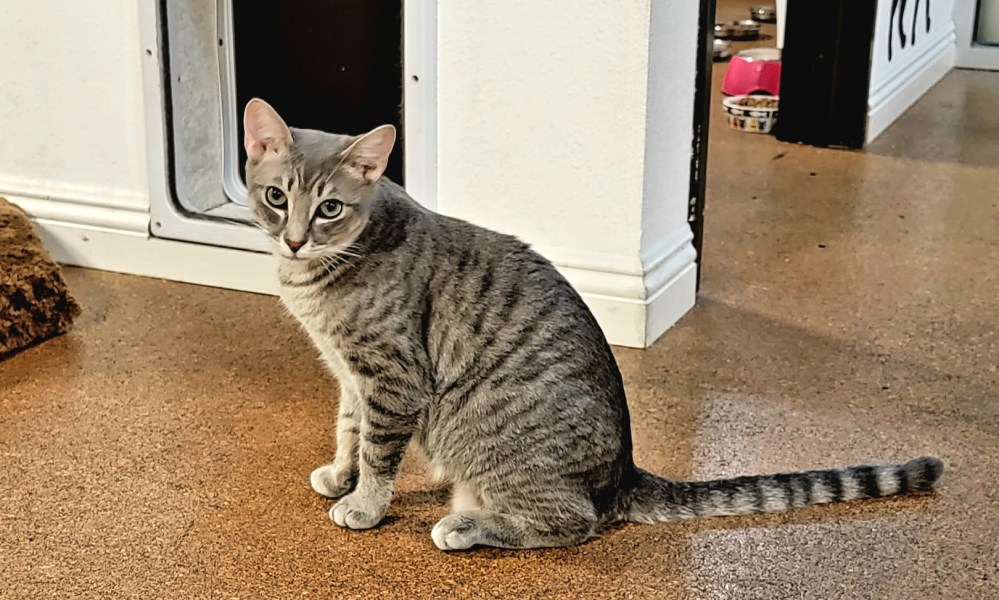 a cat sitting on a counter