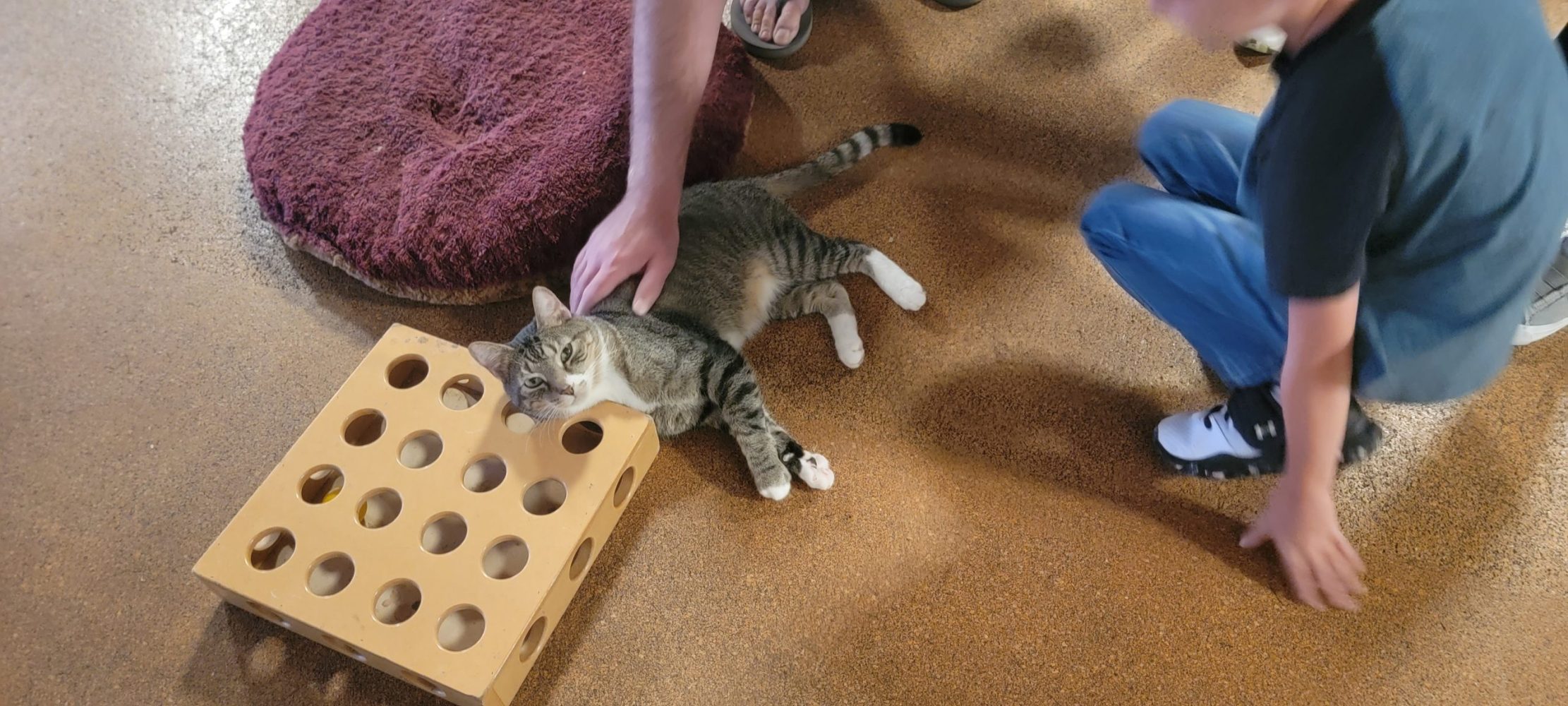 Meet Andy at The Cat Cafe